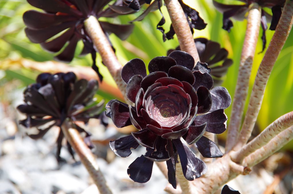 wellington_botanical3